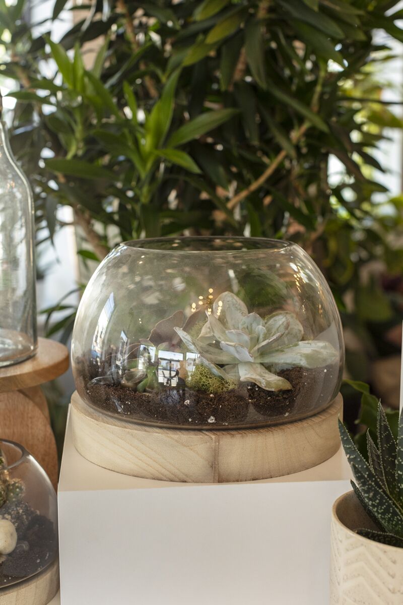 Jonah Terrarium 9.75"x 7.25" By Accent Decor | Planters, Troughs & Cachepots | Modishstore - 2