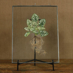 Iron Stand - Black - Set Of 4 By HomArt
