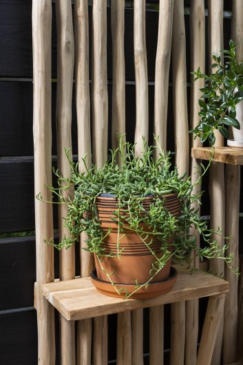 Shelter Outdoor Wall Hanging Planter Shelves/Plant Stand By Accent Decor | Stands | Modishstore - 4