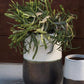 Avalon Two Tone Stoneware Pot By Accent Decor-2 Sizes | Planters, Troughs & Cachepots | Modishstore - 4