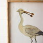 Framed Shorebirds Under Glass Set Of 2 By Kalalou | Wall Decor |  Modishstore  - 3
