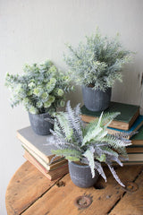 Kalalou Fern Succulents With Round Grey Pots - Set Of 3