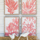 Coral prints with wooden frames Set Of 4 By Kalalou | Modishstore | Frames