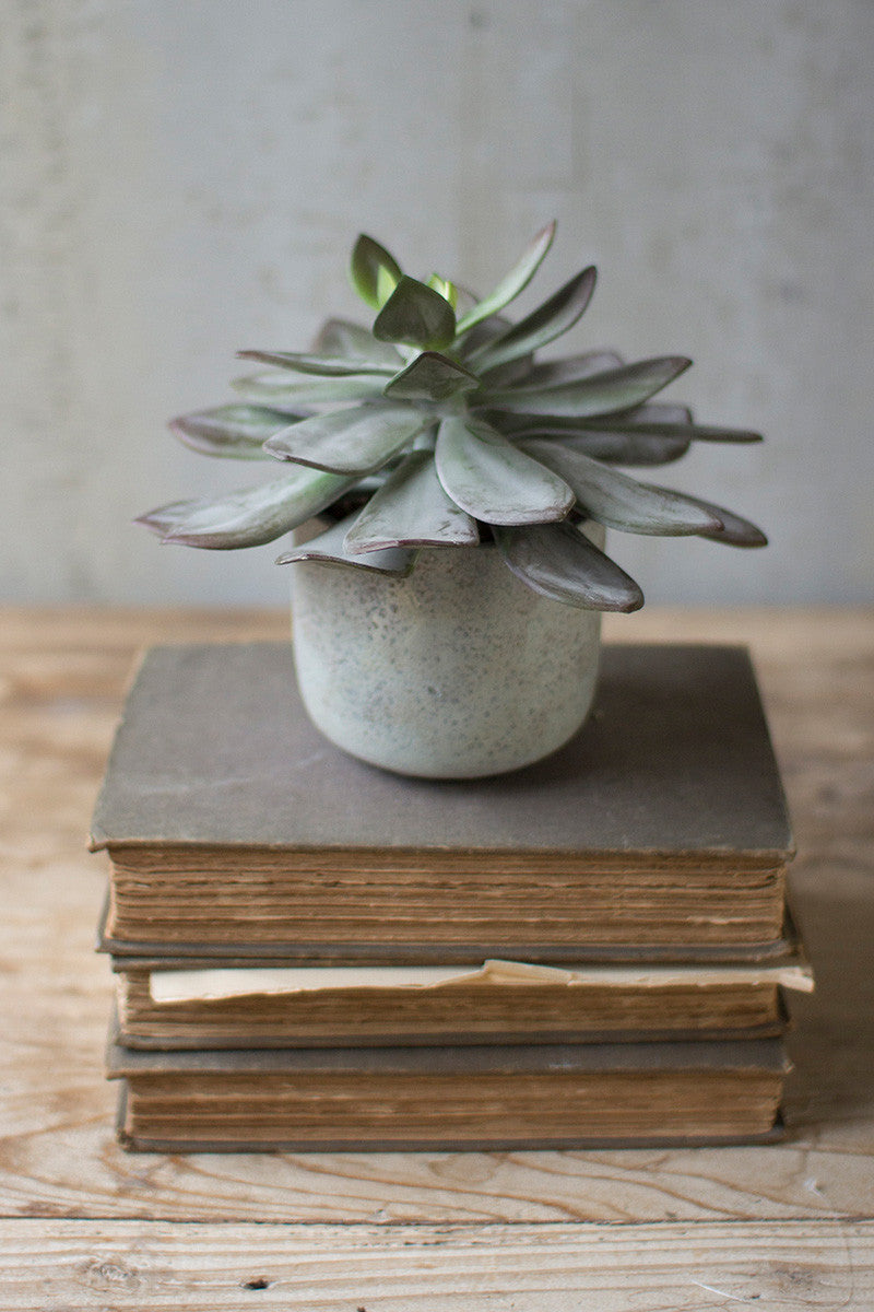 7 In Succulent With Cement Pot By Kalalou | Planters, Troughs & Cachepots | Modishstore