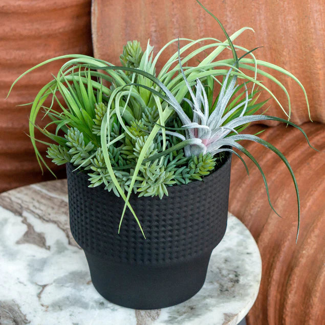 Nama Air Plant Mix W/Sedum 13" By Gold Leaf Design Group | Planters, Troughs & Cachepots | Modishstore