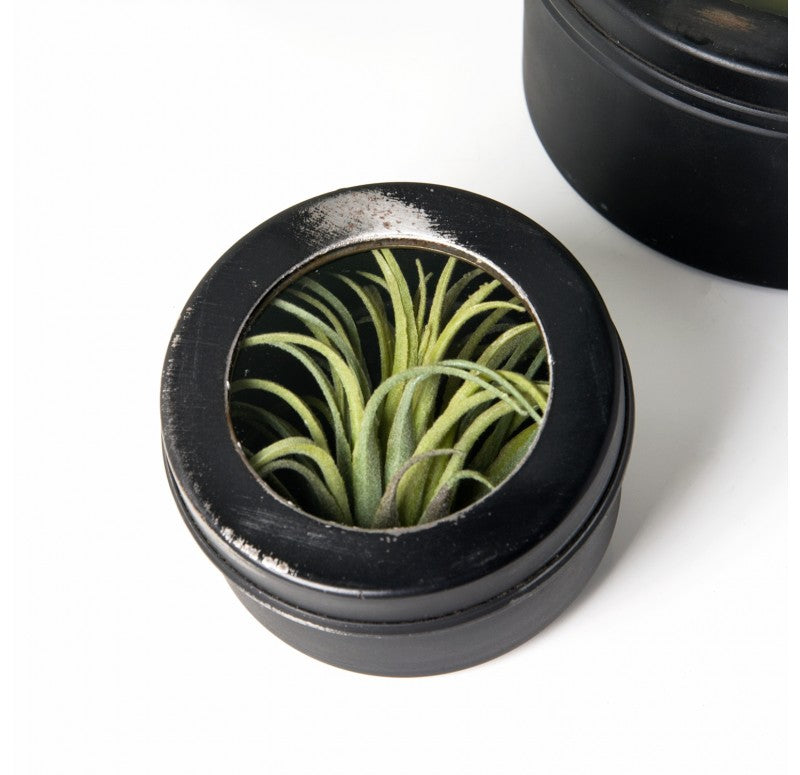 Air Plant Scientific Display Box (Set of 2) by Gold Leaf Design Group | Decorative Boxes | Modishstore