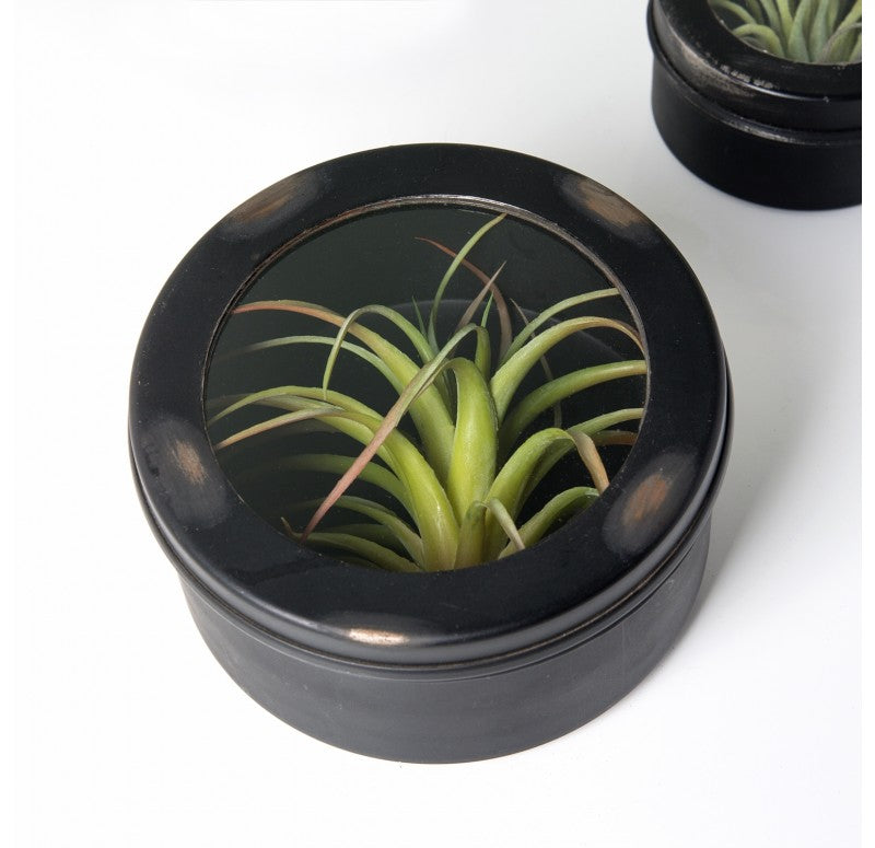 Air Plant Scientific Display Box (Set of 2) by Gold Leaf Design Group | Decorative Boxes | Modishstore - 5